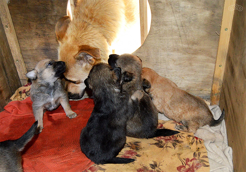 Щенки в добрые руки! Щенки Музея индустриальной культуры в Москве. 