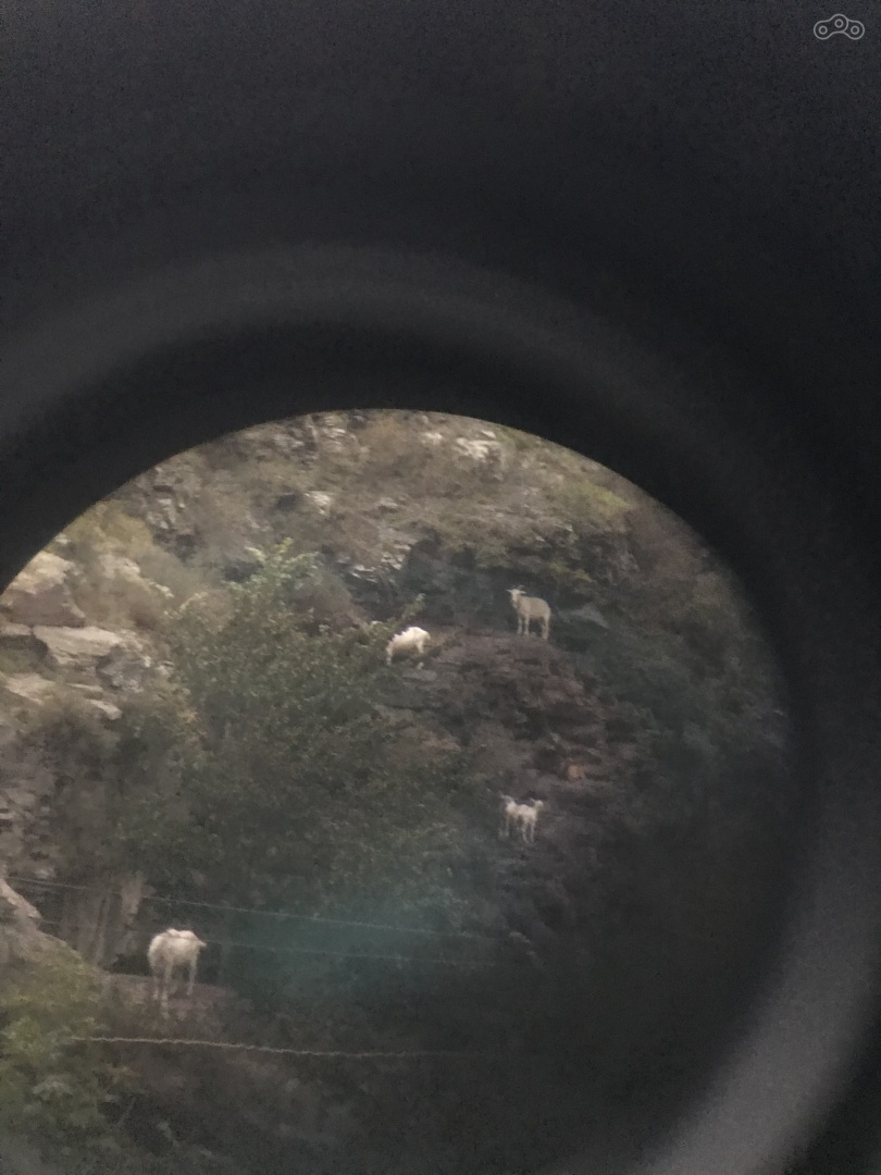 Горные козлы в Верхнем Ларсе, прямо перед границей — увидел впервые в жизни. Наконец пригодился бинокль!)