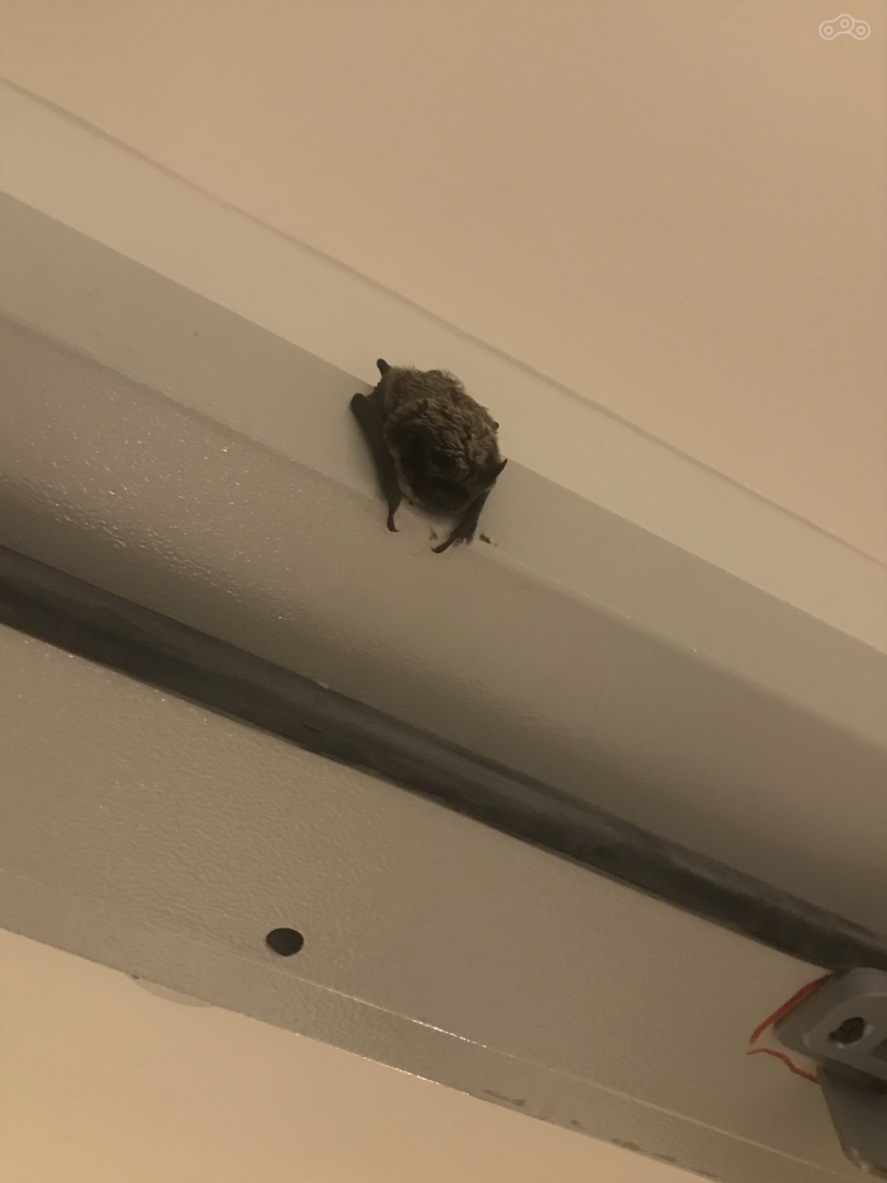 Не все животные одинаково полезны!