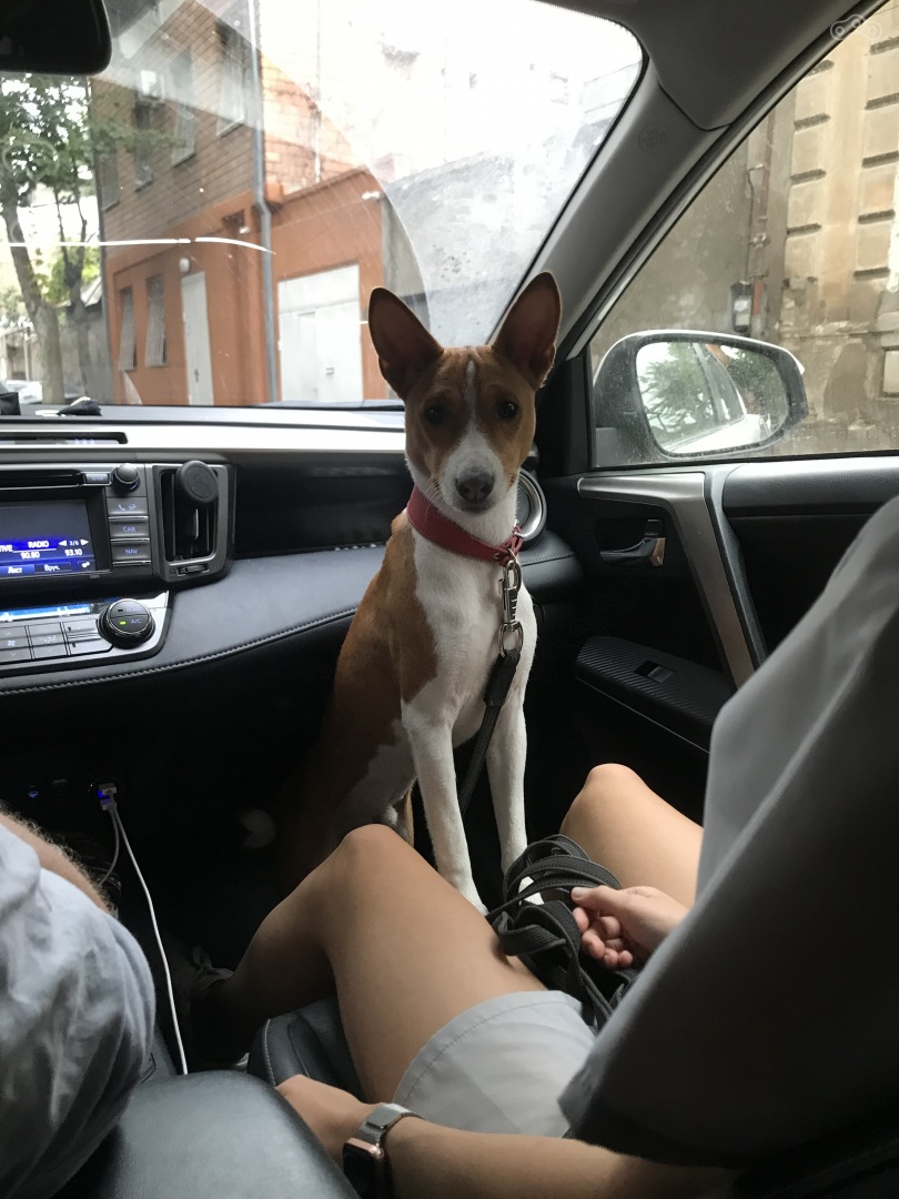 Наша собака не очень любит кататься в машине и мы оставили её с родителями на две недели, поэтому были рады потусоваться с премилым щенком (ему меньше года).