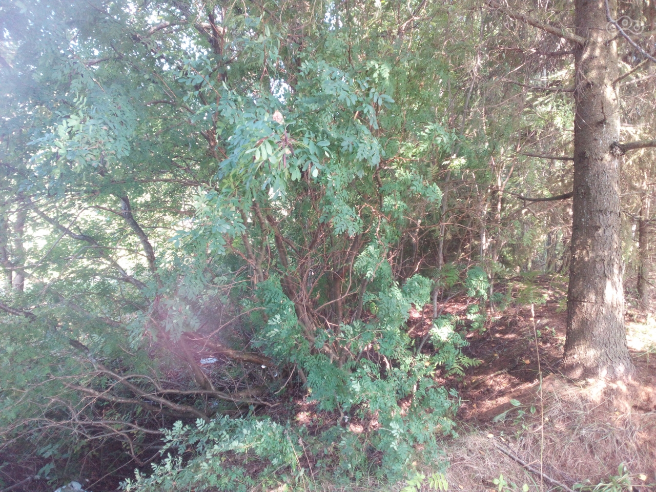 Елочка подросла)))