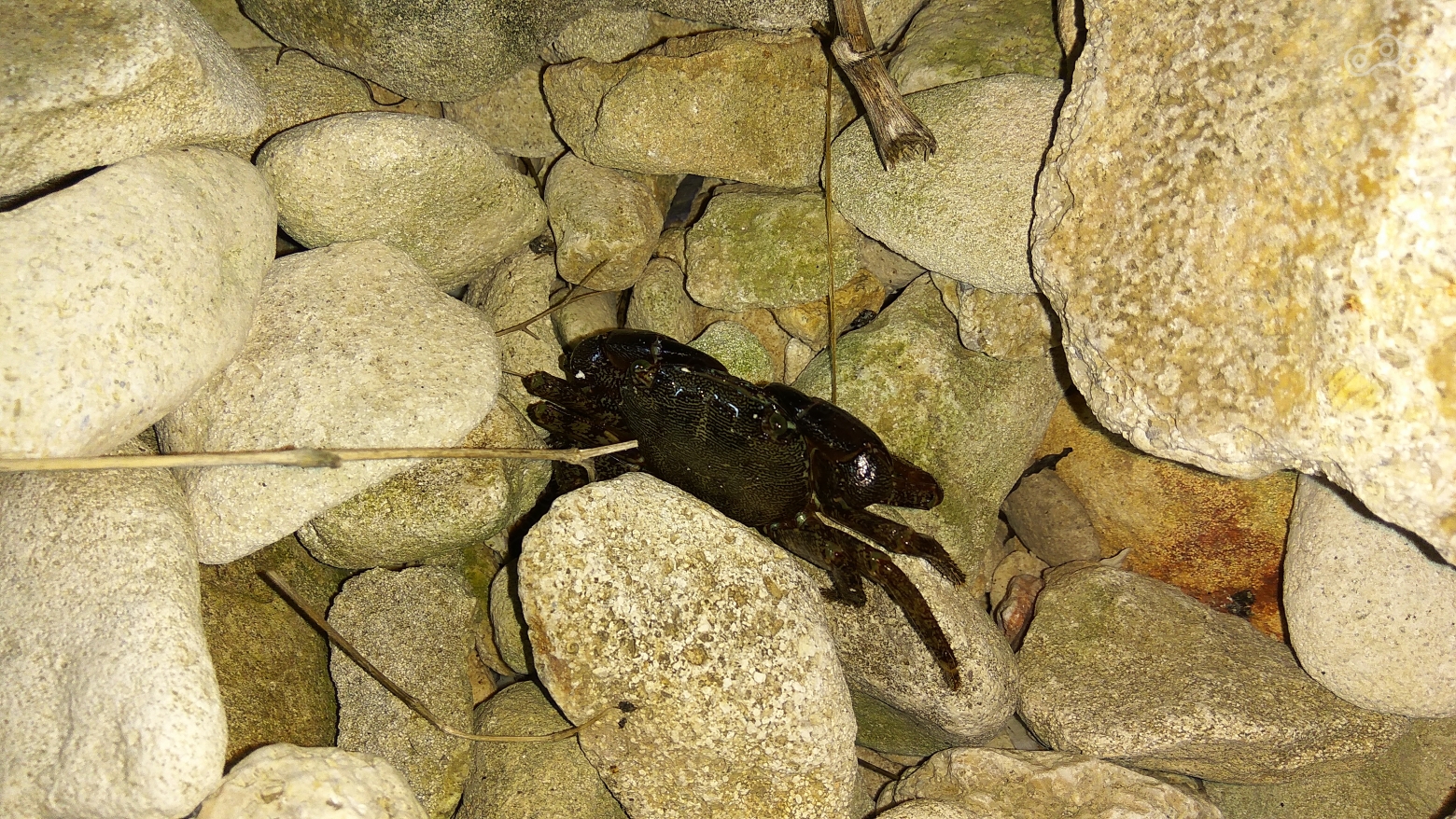 Крабик. Мыс Тарханкут, Крым