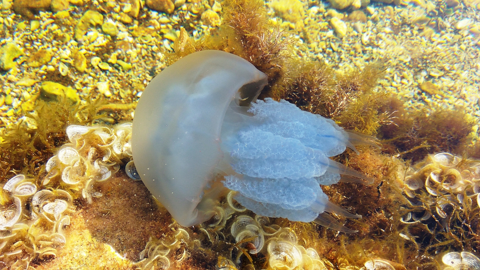 Медуза. Национальный природный парк Тарханкутский. Мыс Тарханкут, Крым