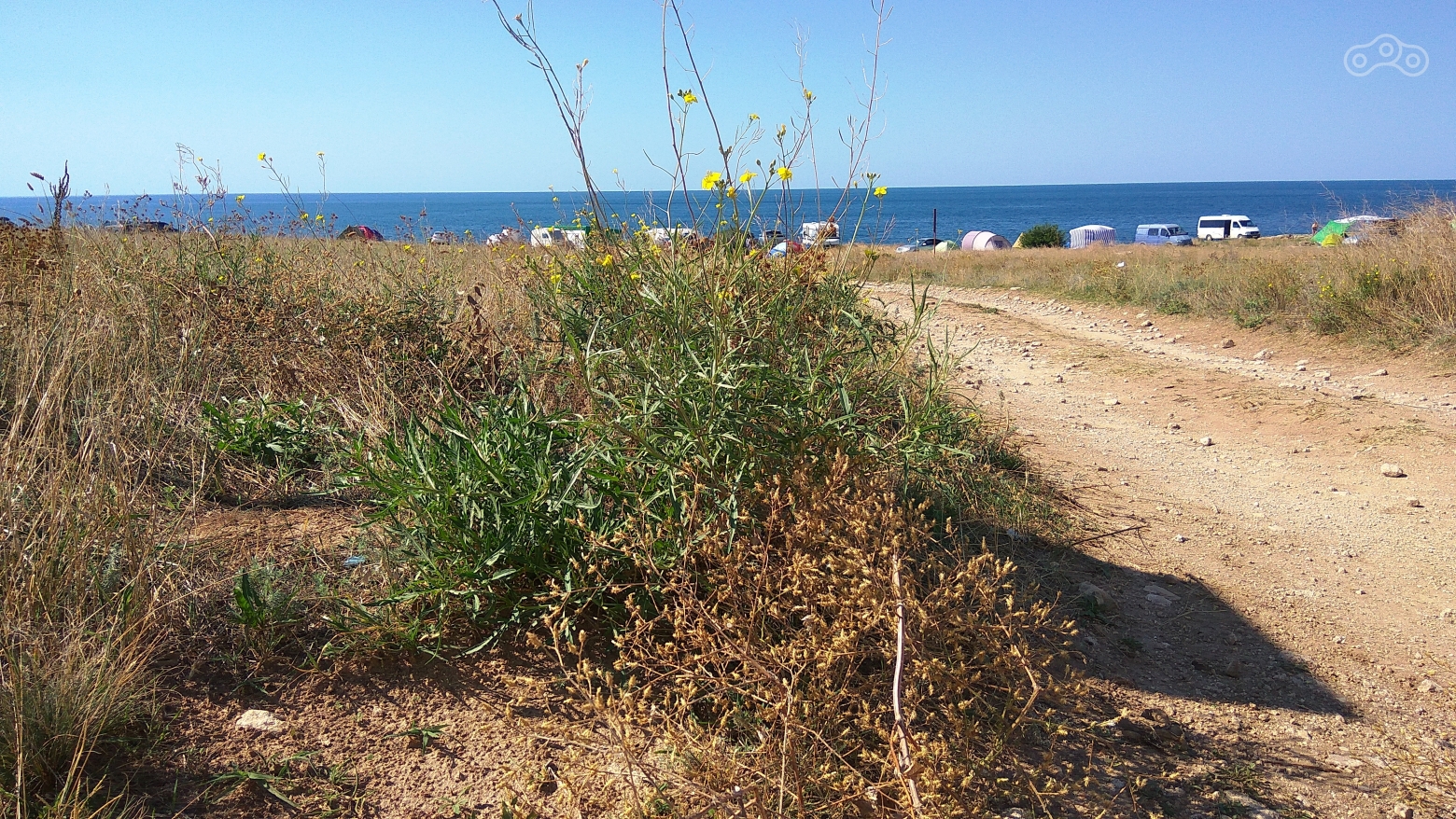 И снова придорожная руккола. Мыс Тарханкут, Крым