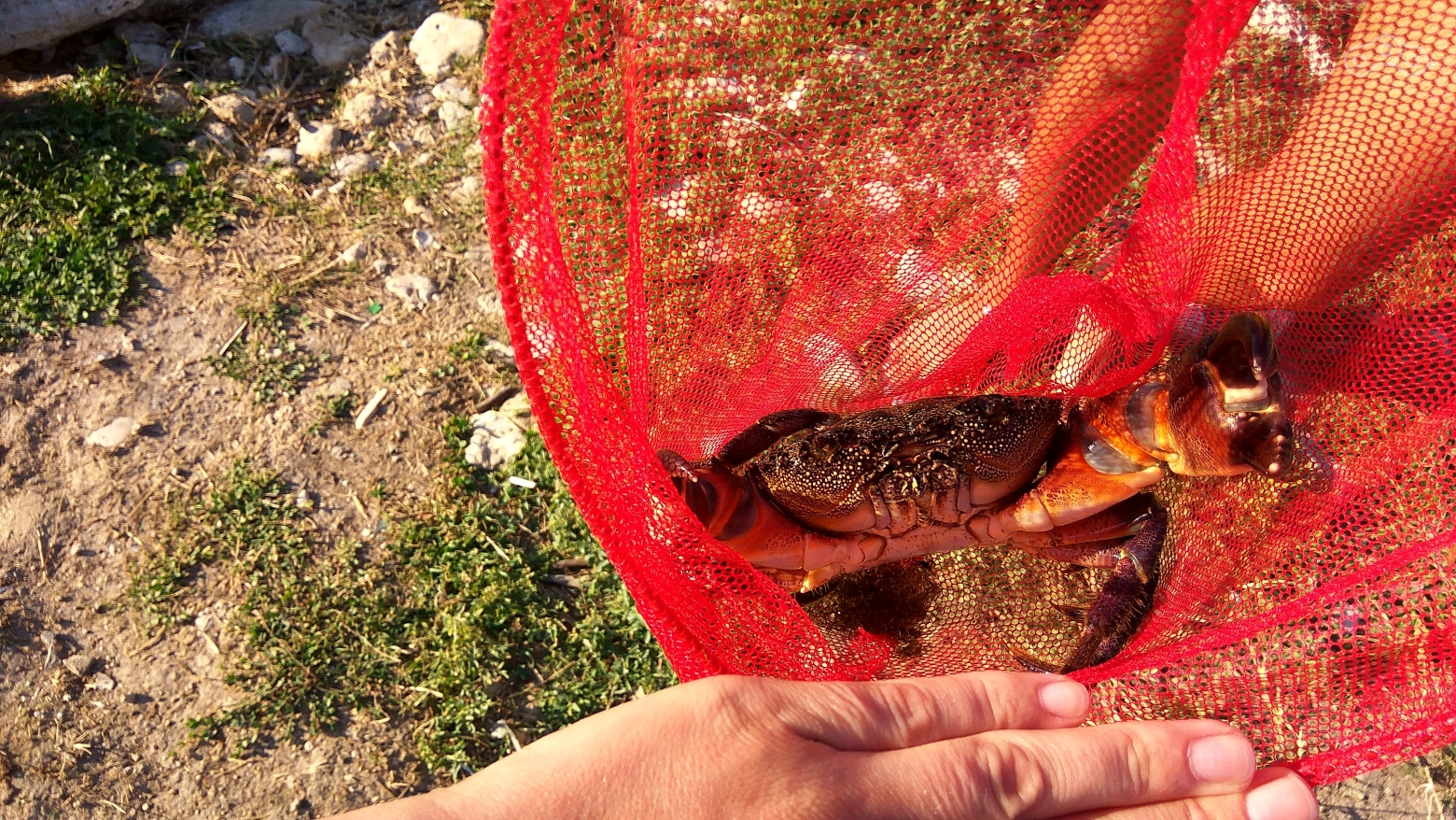 Супер-краб.