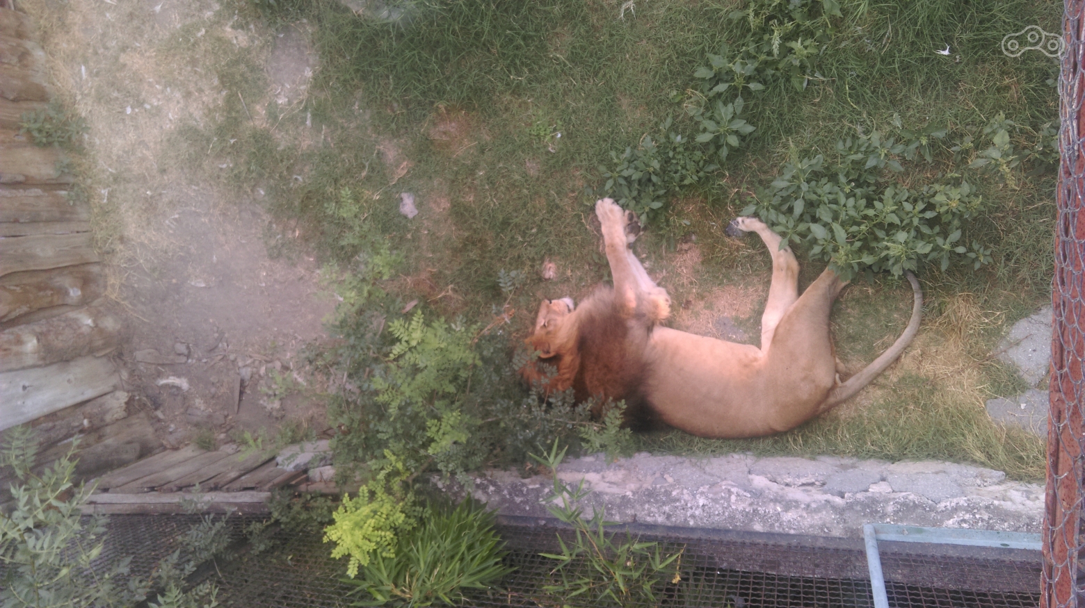 Сиеста Царя зверей