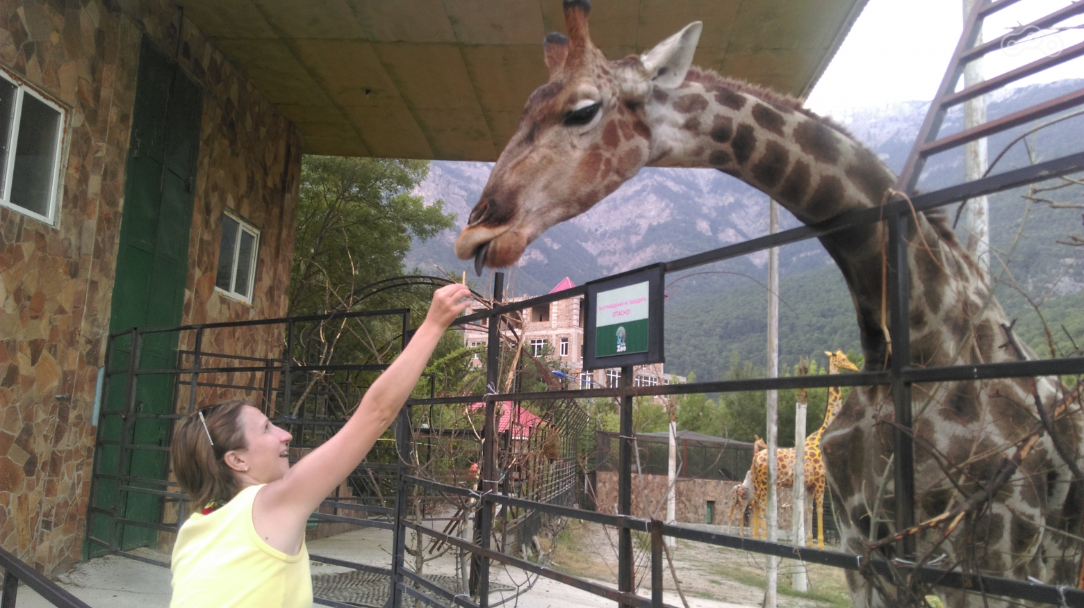 Дуреха-жираф