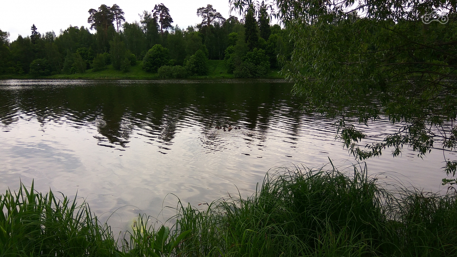 Мама-утка с утятками (если приглядеться). Гребнёво, Московская область