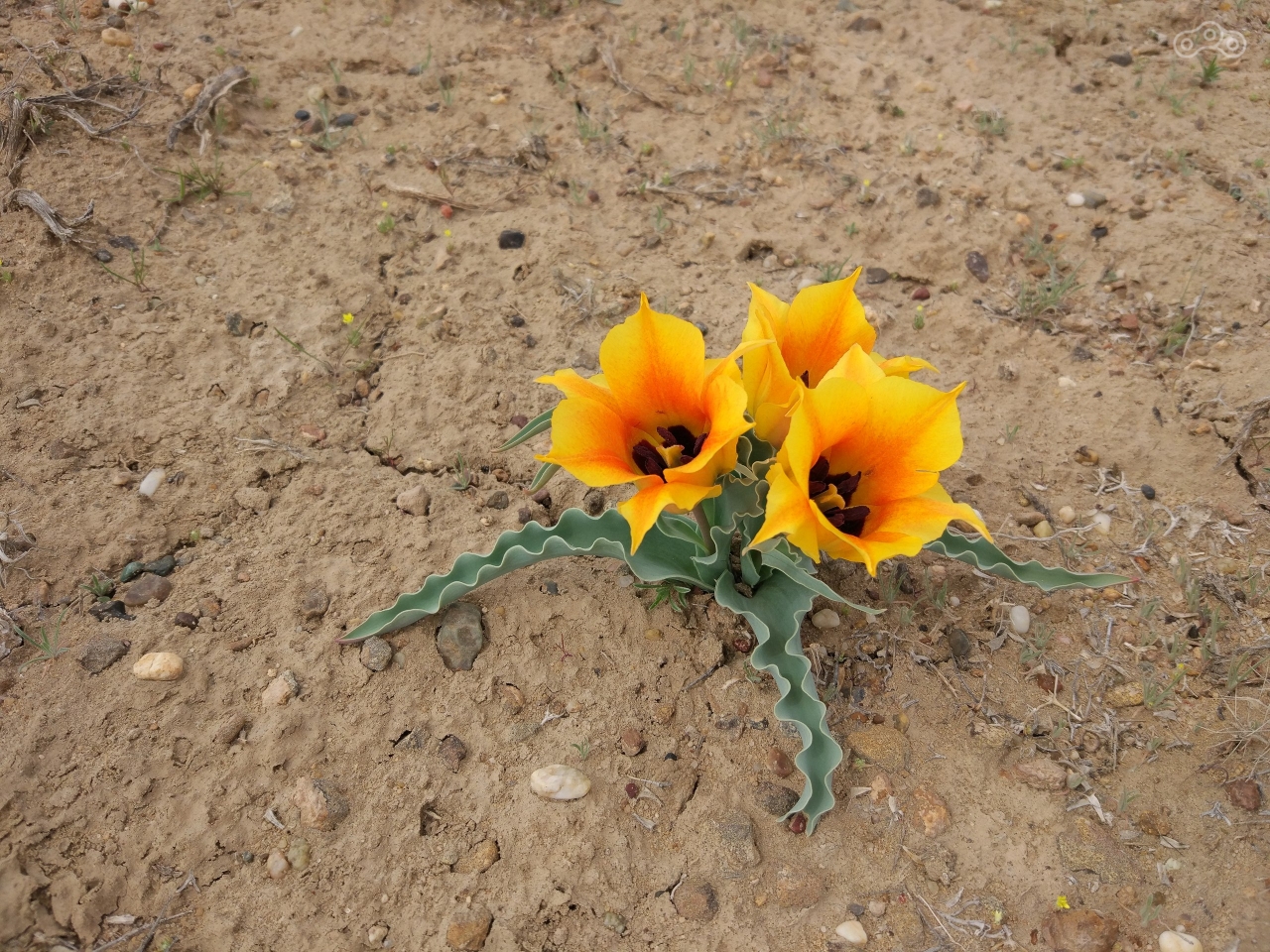 Тюльпаны в Казахстанской степи