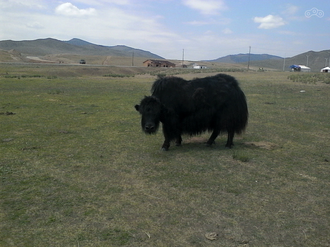 Як, который гуляет сам по себе.